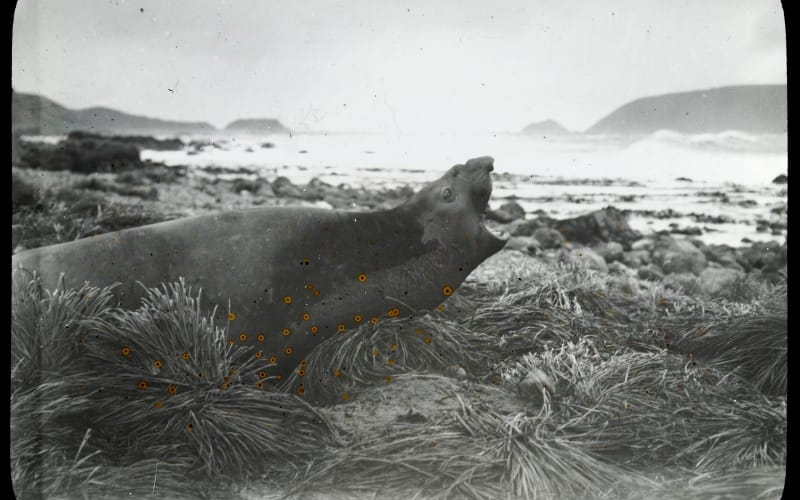 img of Anna McMichael and Helen Svoboda - The Weddel Seal