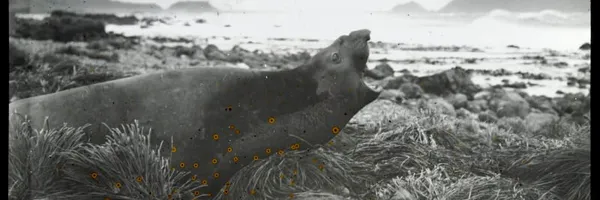 img of Anna McMichael and Helen Svoboda - The Weddel Seal